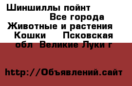 Шиншиллы пойнт ns1133,ny1133. - Все города Животные и растения » Кошки   . Псковская обл.,Великие Луки г.